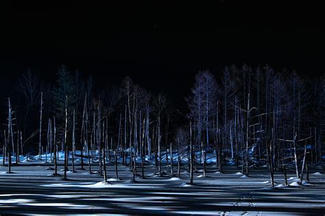 Online crop | HD wallpaper: winter, forest, night | Wallpaper Flare