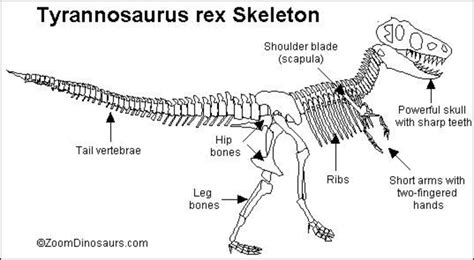 A2 5.3 - Evolution: Dinosaurs, Tyrannosaurus Diagram | Quizlet