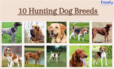 Hunting Dog Breeds Around The World With Height Weight Life & Specialty