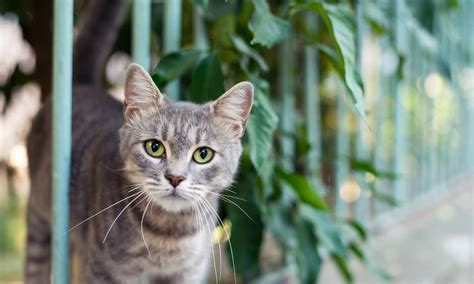 Stray Cats and Feral Cats: How to Help Community Cats | BeChewy