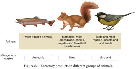 Modes of Excretion