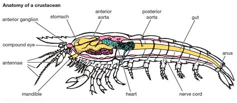 Crustacean - Anatomy, Adaptations, Diversity | Britannica