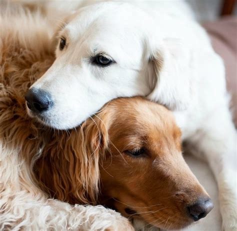 18 Dog Hugs That Will Warm Your Heart | BeChewy