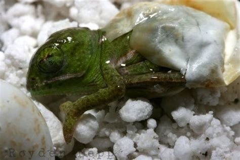 Hatching chameleon! | Chameleons | Baby animals pictures, Animals, Baby ...