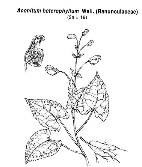 Botanica names and details of plants