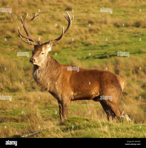 A Majestic Red Deer Stag at the Highland Wildlife Park Kincraig Kingussie Inverness Shire ...