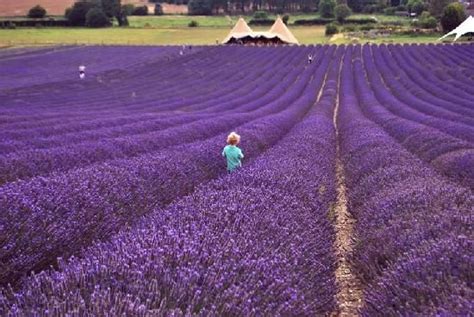 Hitchin Lavender Farm Outdoor Shoot, Outdoor Venues, Hitchin, Lavender ...