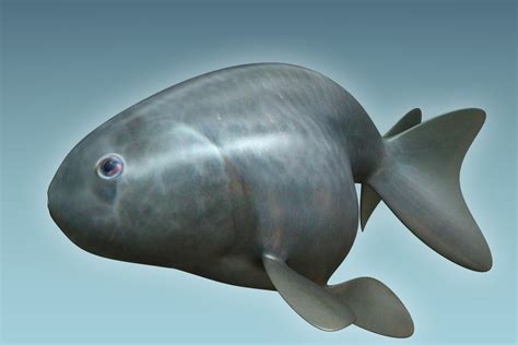 Rancu Fish 3D Model $39 - .max .fbx .ma .obj - Free3D