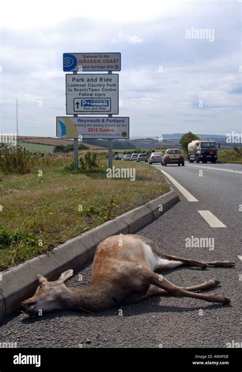 Dead deer on road, roadkill, Britain UK Stock Photo - Alamy