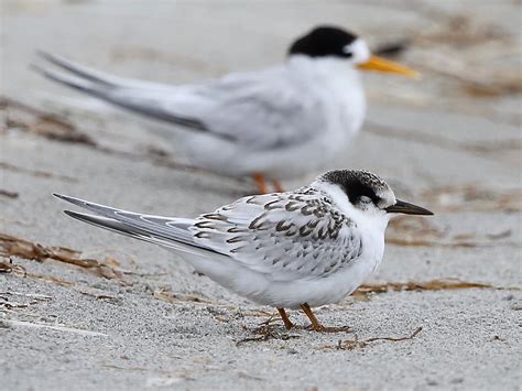 Avithera: Fairy Terns – from chicks to fledged and flying juveniles