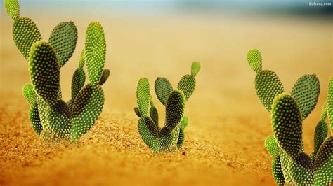 Cactus Desktop Wallpapers - Top Free Cactus Desktop Backgrounds ...