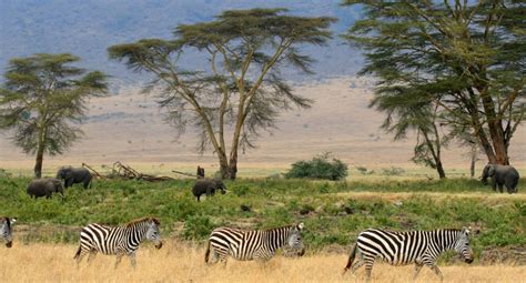 Somalia safari holidays & wildlife adventure