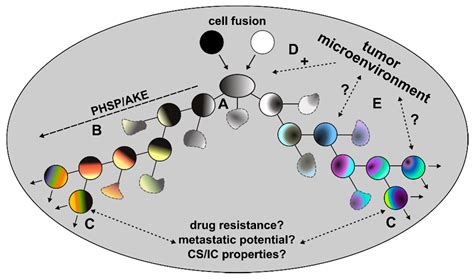 Cells | Free Full-Text | Cell–Cell Fusion and the Roads to Novel ...