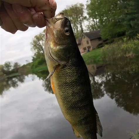 ᐅ Horseshoe Lake fishing reports🎣• La Porte, IN (United States) fishing