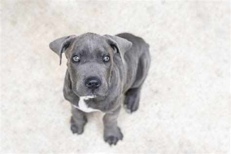 Grey cane corso puppy | Cane corso colors, Cane corso puppies, Cane corso