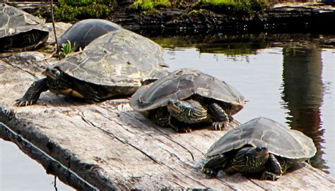 File:Northern Map Turtles.jpg - Wikipedia