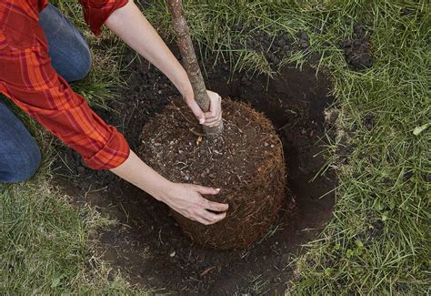 How to Plant a Tree Properly