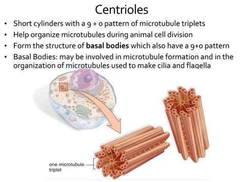 What Are The Roles Of Centrioles - Reproduction Online