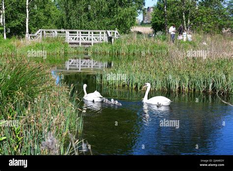 London Wetland Centre, London, England, UK Stock Photo - Alamy