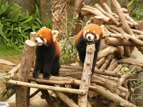 Red pandas in Ocean Park Hong Kong - Red Pandas Photo (30357885) - Fanpop