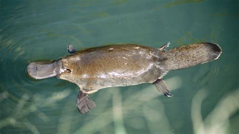 Platypus | Eggs, Habitat, & Facts | Britannica.com