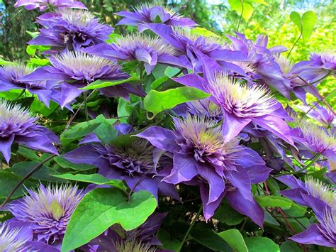 How to take cuttings from clematis WANT TO BUY RARE AND UNUSUAL SEEDS ...