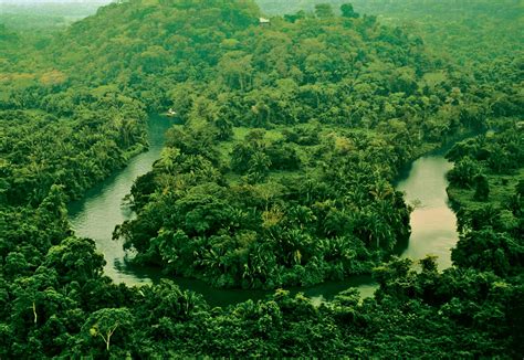 The Belize Rainforest - Everything You Need To Know