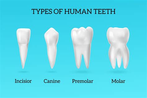 The 4 Types of Teeth and Why Do We Have Them