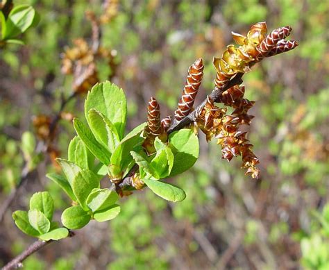 Myrica gale - Alchetron, The Free Social Encyclopedia