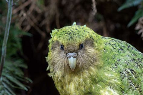 Kākāpō Population Soars to its Highest Number in Almost 50 Years - Good News Network