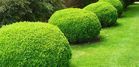 Unique Ways To Shape Hedges In Your Garden - World inside pictures