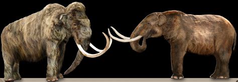 American Mastodon | The Canadian Encyclopedia