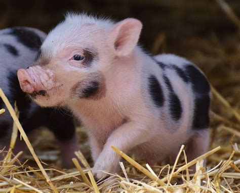 The Adorable World of Baby Pigs - Animals Around The Globe