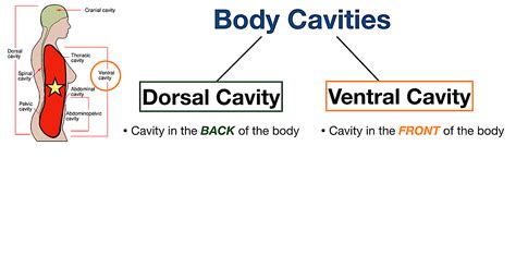 Body Cavities Labeled: Organs, Membranes, Definitions, Diagram, and Lateral View — EZmed