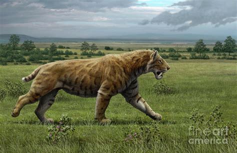 Sabre-toothed Cat Photograph by Mauricio Anton/science Photo Library ...