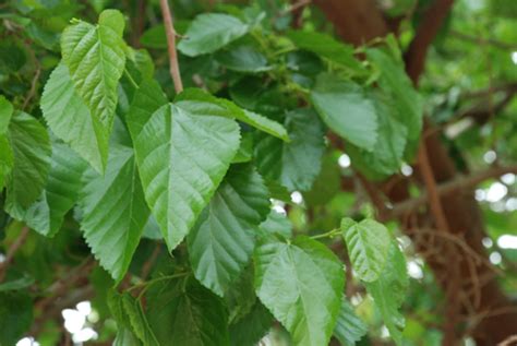 Buy Mulberry Leaf Tea: Benefits, How to Make, Side Effects | Herbal Teas Online