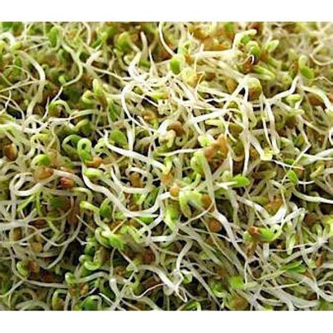 Red Clover | Microgreens Seeds | GreenHuiz