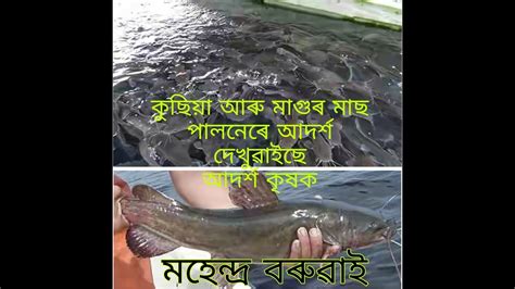 Catfish Farming in Tanks II টেংকিত মাগুর মাছ পালন II By Mahendra Baruah ...