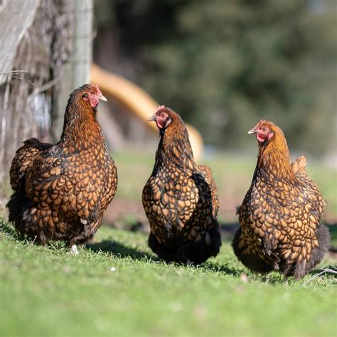 Golden Laced Orpingtons - Alchemist Farm