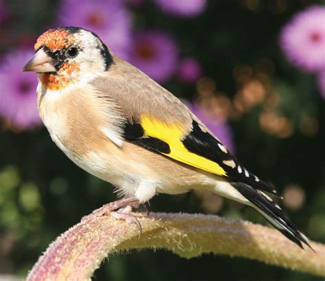 Finch | Characteristics, Species, & Facts | Britannica