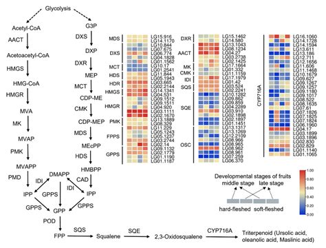 Figure S8. Triterpene biosynthesis pathway in Crataegus pinnatifida | Download Scientific Diagram