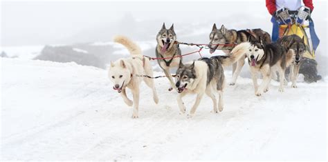 Why your Winning Team should Act Like Sled Dogs - Thrive Global