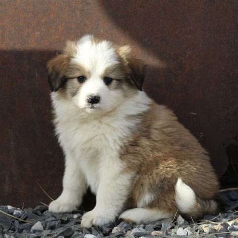 Great Pyrenees Mix Puppies For Sale | Greenfield Puppies