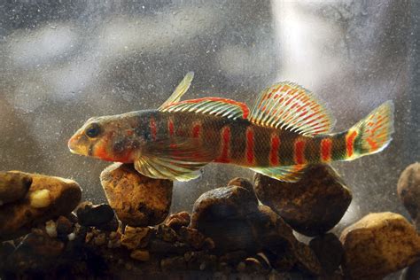 Rainbow-colored candy darter fish listed as endangered | AP News