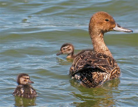 Northern Pintail female with ducklings | Northern Pintail (A… | Flickr