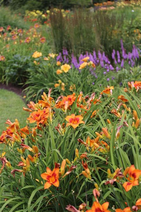 5 Tips for Growing Daylilies - Longfield Gardens | Longfield gardens, Daylilies, Day lilies