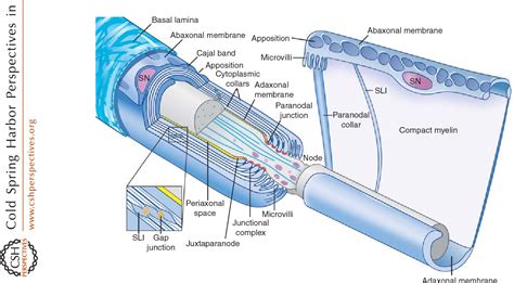 Figure 1 from Schwann cell myelination. | Semantic Scholar