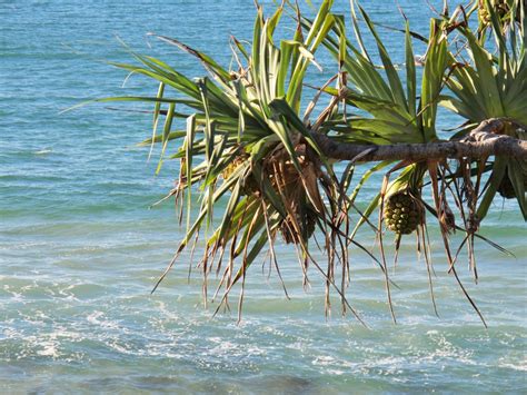 Free Images : beach, sea, ocean, palm tree, wave, flower, wind, coastal, botany, flora ...