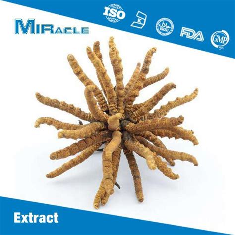 Cordyceps Sinensis Extract Powder Manufacturers Suppliers in China