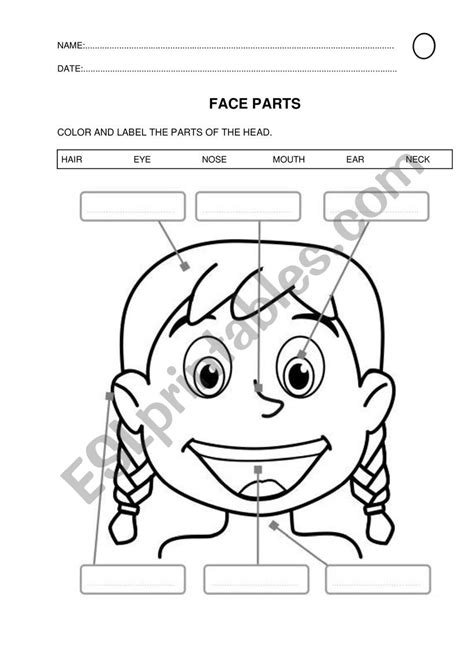 Parts Of The Face Worksheet.pdf